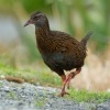 Chrastal weka - Gallirallus australis - Weka 1400